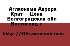 Аглаонема Аврора (Крит) › Цена ­ 260 - Волгоградская обл., Волгоград г.  »    